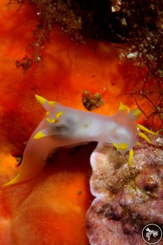 Polycera faeroensis from Portugal