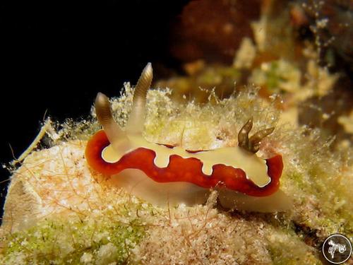 Goniobranchus fidelis from Malaysia