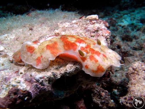 Platydoris formosa from Indonesia