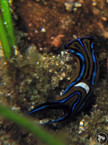 Chelidonura hirundinina from Saint Vincent And The Grenadines