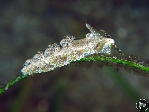 Spurilla neapolitana from Saint Vincent And The Grenadines