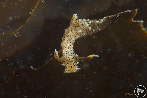 Polycera fujitai from New Zealand