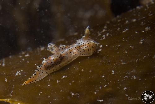 Polycera fujitai from New Zealand