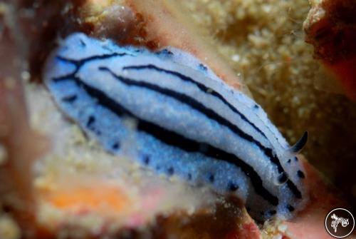 Phyllidiopsis annae from Sri Lanka