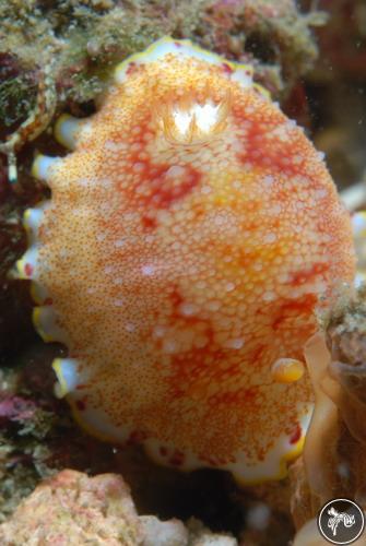 Goniobranchus tinctorius from Sri Lanka