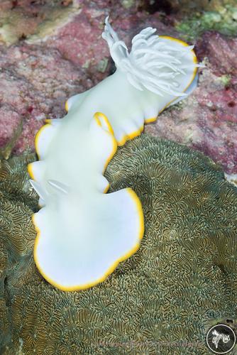 Ardeadoris egretta from Solomon Islands