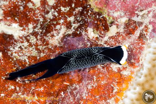 Chelidonura inornata from Solomon Islands