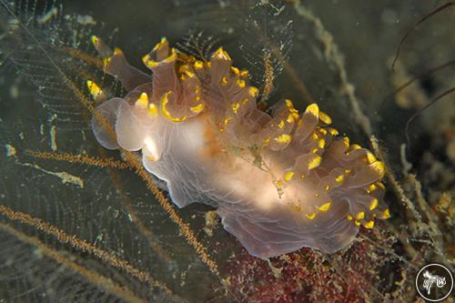 Lomanotus genei from Scotland, UK