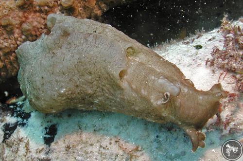 Aplysia gigantea from Australia