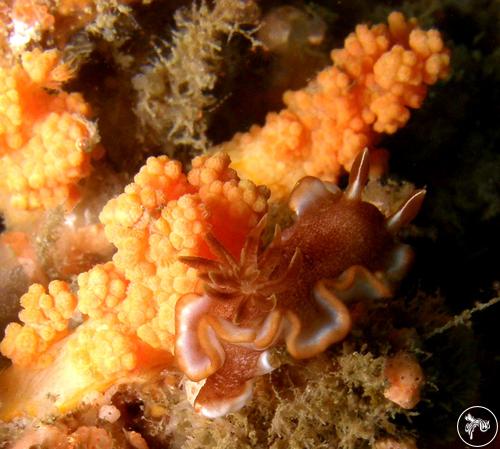 Glossodoris rufomarginata from Taiwan