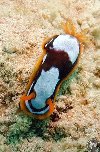 Chromodoris westraliensis from Australia