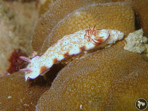 Hypselodoris tryoni from Thailand