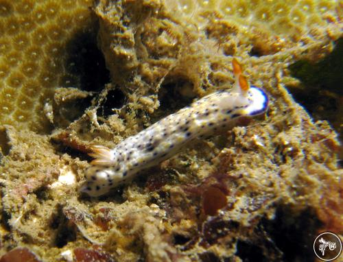 Hypselodoris rudmani from Madagascar