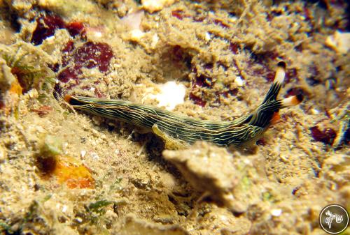 Thuridilla gracilis from Madagascar