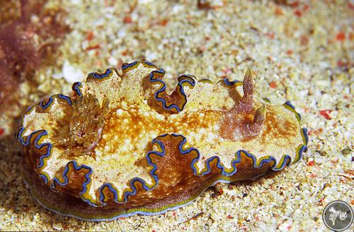 Glossodoris cincta from Taiwan