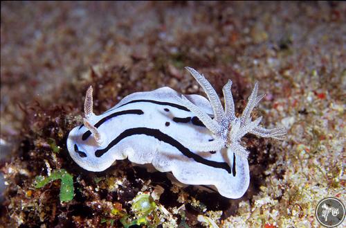 Chromodoris willani from Taiwan