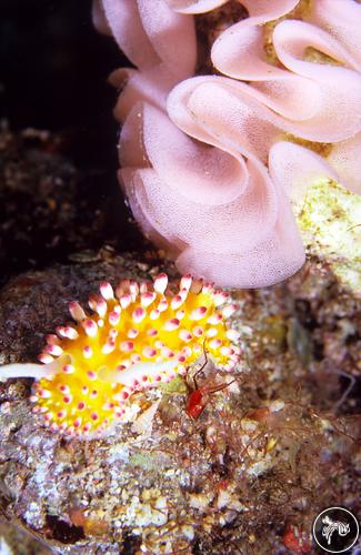 Cadlinella ornatissima from Taiwan