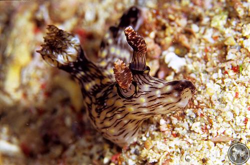 Jorunna rubescens from Taiwan