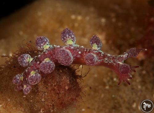 Hancockia burni from Nelson Bay, Australia