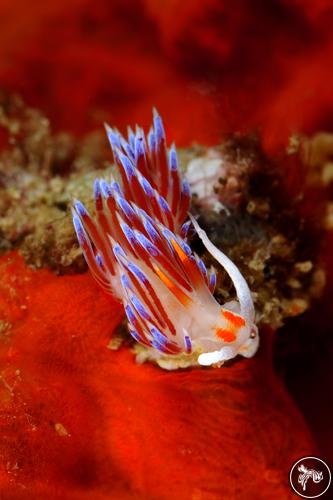 Cratena peregrina from Italy