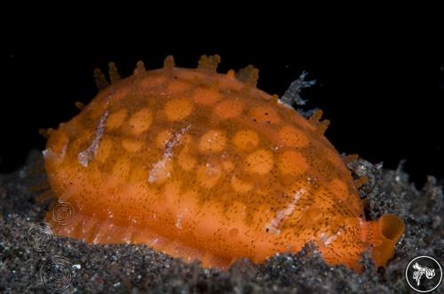 Cribrarula cribraria from Bali, Indonesia