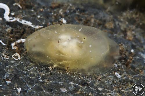 Ephippidonta sp. from Bali, Indonesia