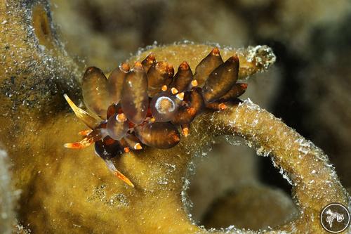 Eubranchus sp. from Italy