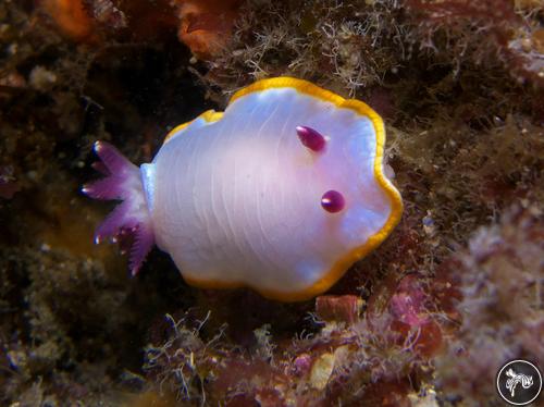 Felimida purpurea from Spain