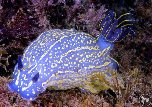 Hypselodoris picta from Portugal