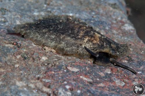 Scutus sp. from Bali, Indonesia