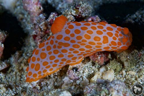 Gymnodoris impudica from PNG, PNG