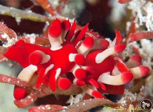 Okenia nakamotoensis from Philippines