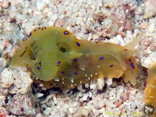 Stylocheilus longicauda from Philippines