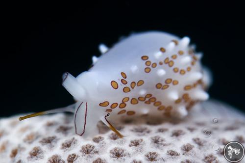 Diminovula concinna from Lembeh, Indonesia