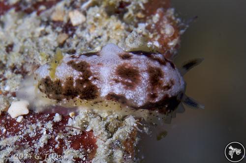 Dendrodoris coronata from PNG, PNG