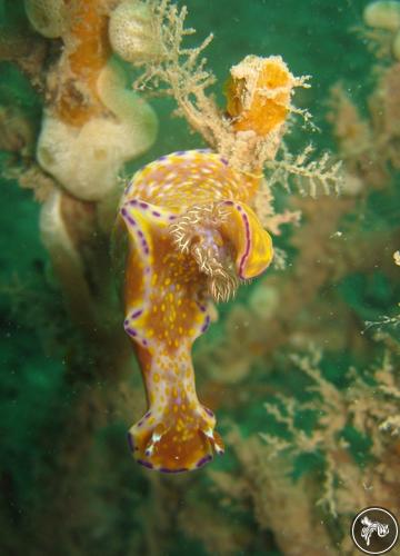 Ceratosoma tenue from Kenya