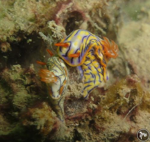 Hypselodoris nigrostriata from Kenya