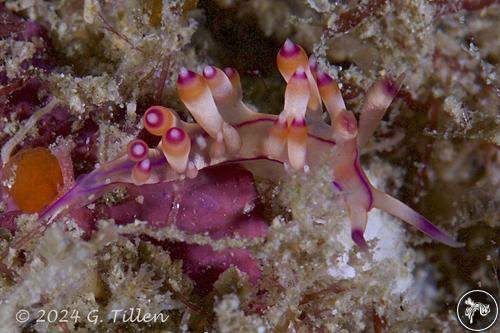 Coryphellina lotos from PNG, PNG