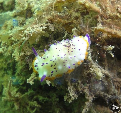 Mexichromis multituberculata from Kenya