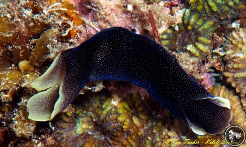 Chelidonura amoena from Philippines