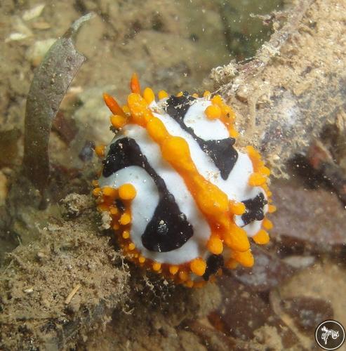 Phyllidia ocellata from Kenya