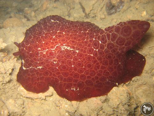 Pleurobranchus peronii from Kenya