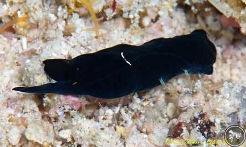 Chelidonura sp. from Philippines