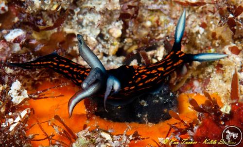 Roboastra gracilis from Philippines