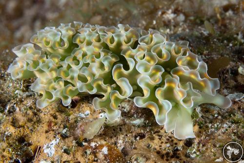 Elysia crispata from Cayman Islands