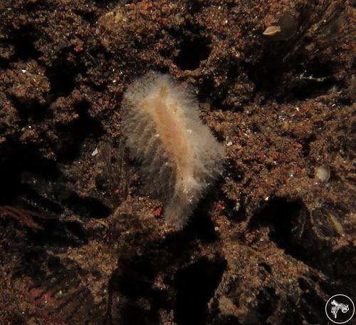 Atagema echinata from Bali, Indonesia