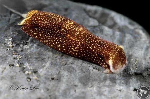 Aglaja ocelligera from California, USA