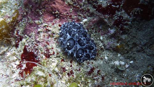 Ceratophyllidia papilligera from Jamaica