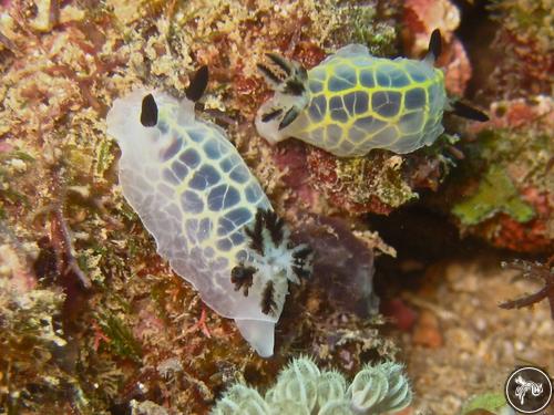 Halgerda formosa from Tanzania