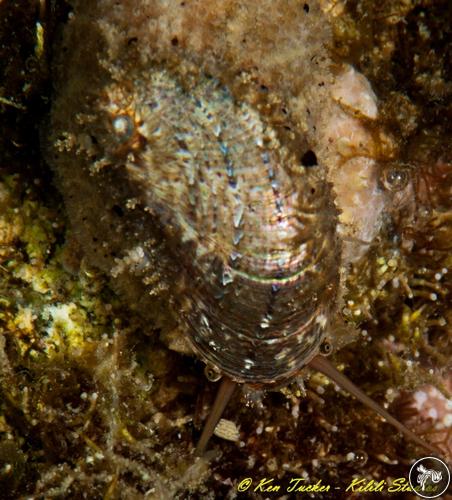 Stomatella impertusa from Apo Island, Philippines